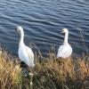Mute Swans, Canal Bank