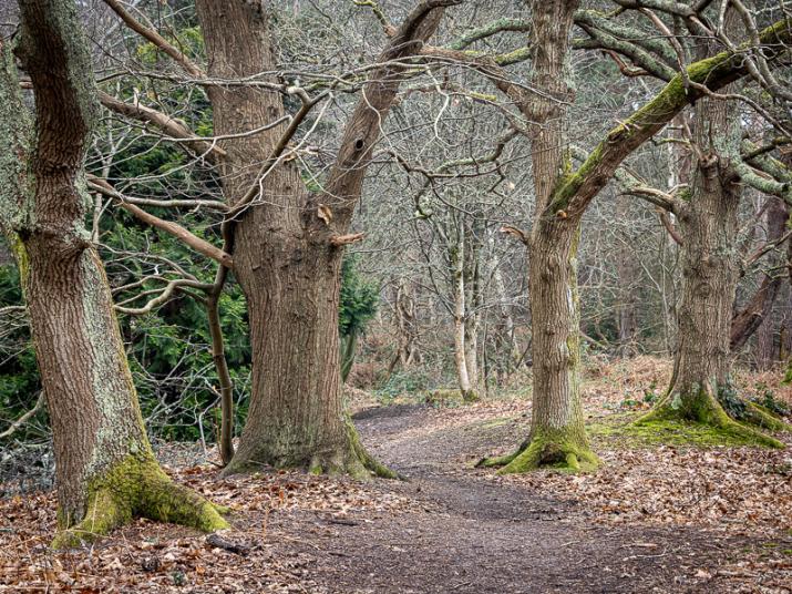 Wynkcoome Arboretum in Winter (Dean Sephtonj)