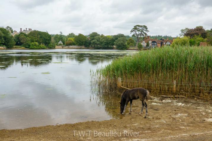Tidal Mill Pond - Foal posing for shoot!