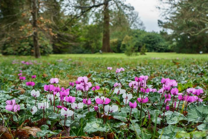 Cyclamen