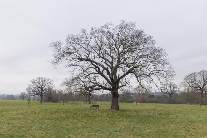 Mature Trees