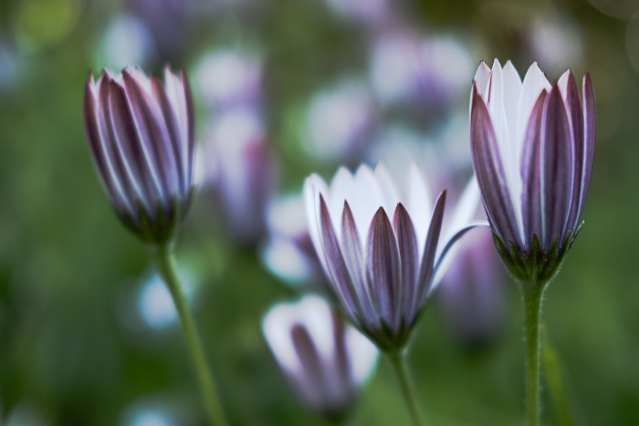 Coleton flowers