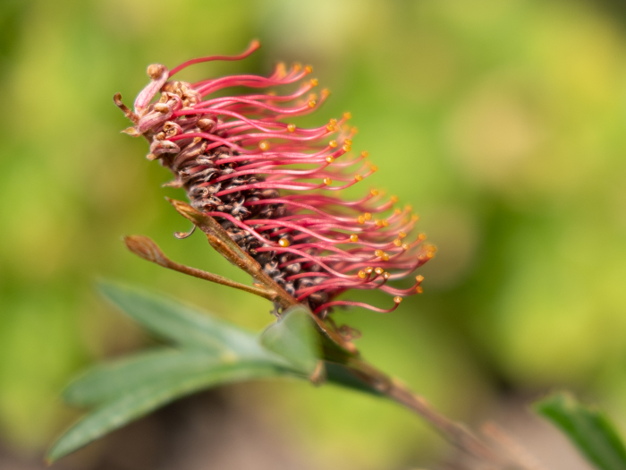 Coleton plant