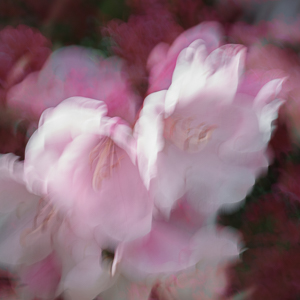 Blurred Flower