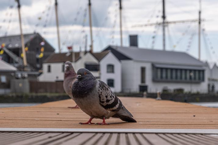 Boardwalk birdlife