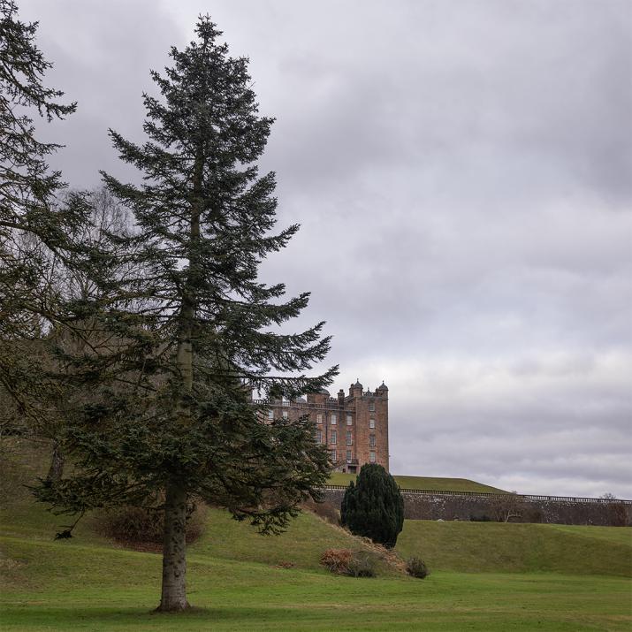 Tree and building