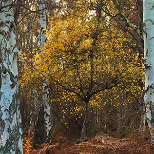 Silver Birch