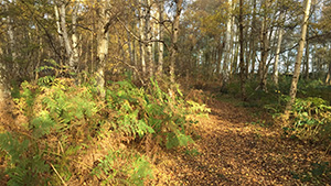 Woodland Path