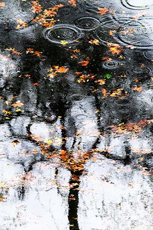 Reflection of a tree in water by Vanda Relevska