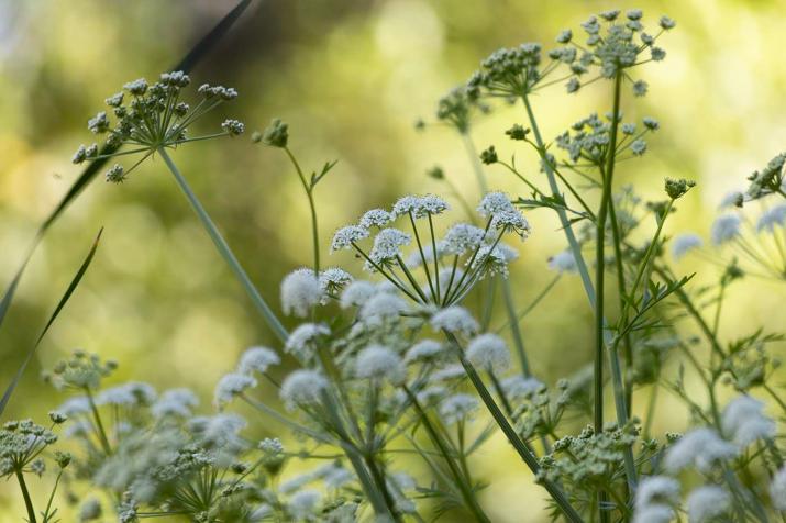 Summer Flowers