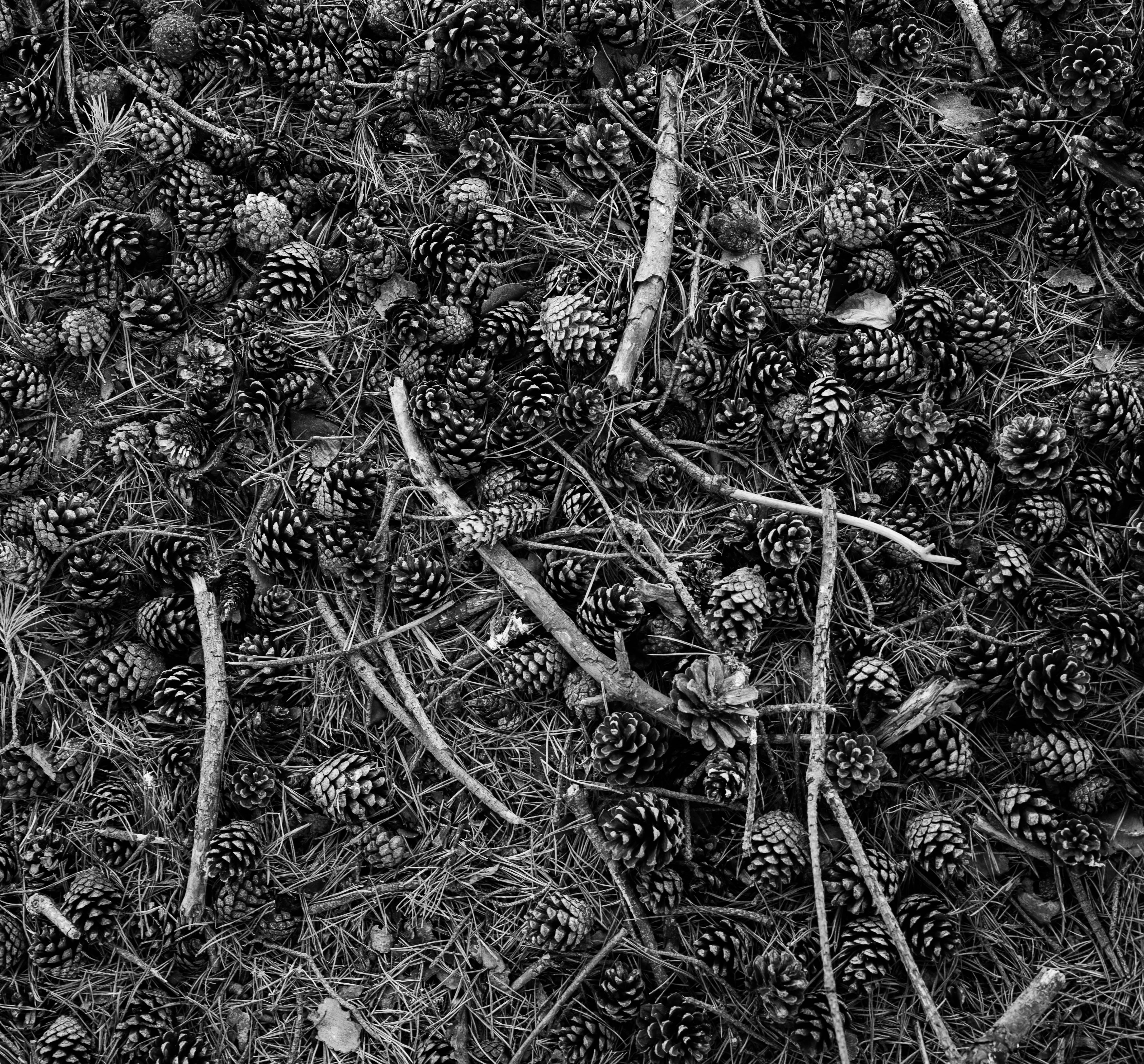 pine cone floor