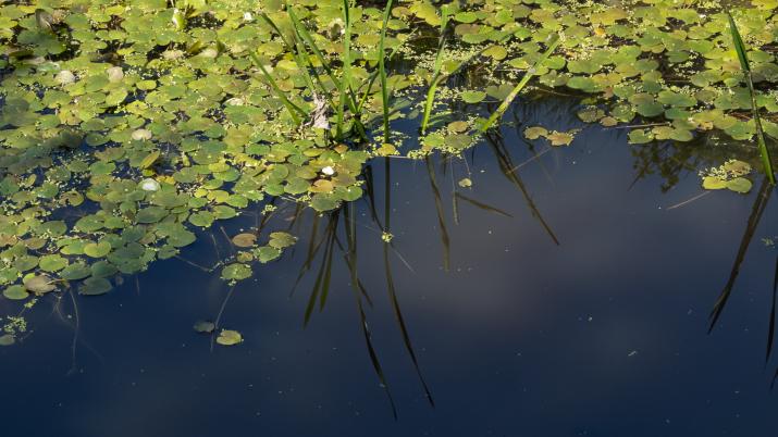 Water life