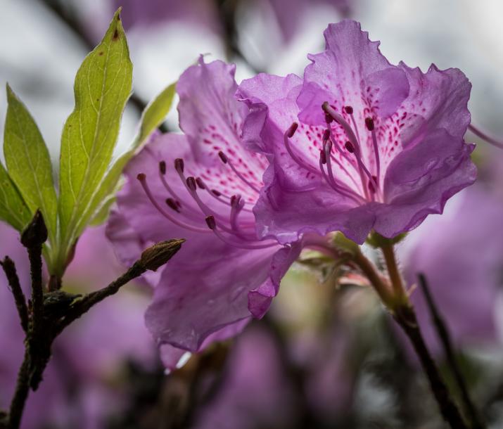 Rhodedendron