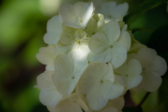 Hydrangea