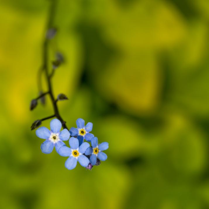 Forget me not