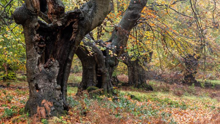 Autumn scene