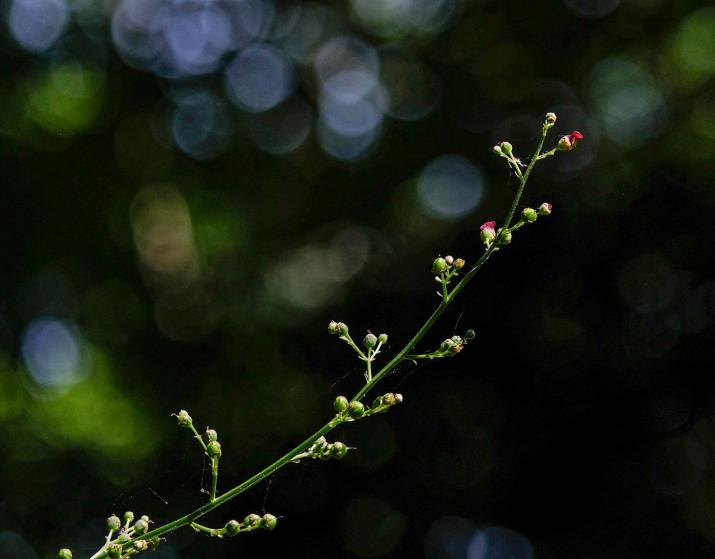 Light at Quarr