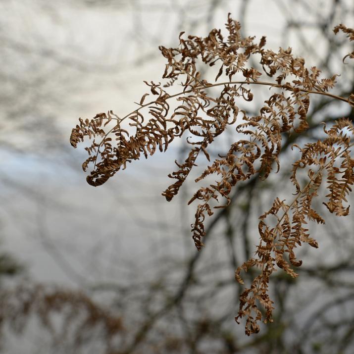 bracken close-up