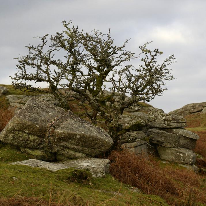 hawthorn at Bench Tor