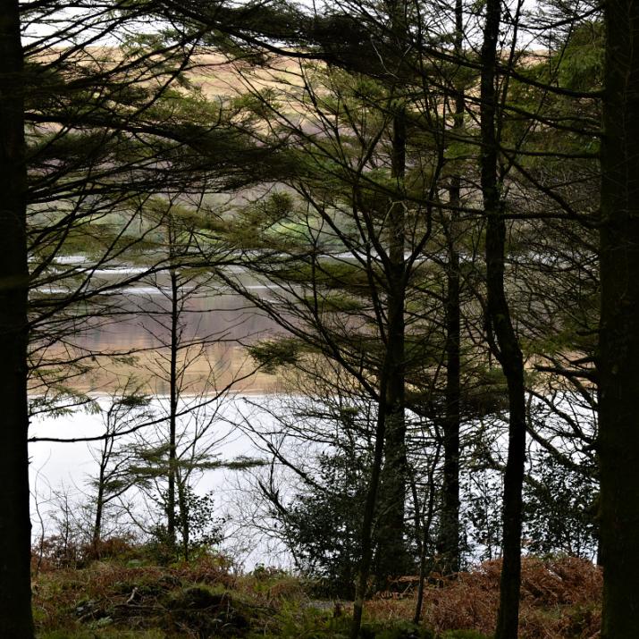 forestry at Venford