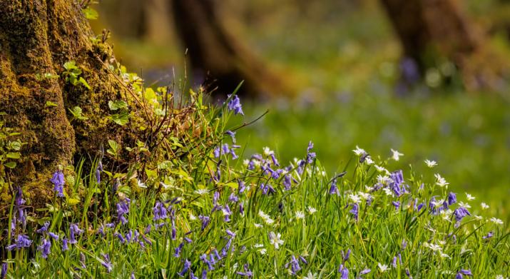 Bluebells & stitchwort