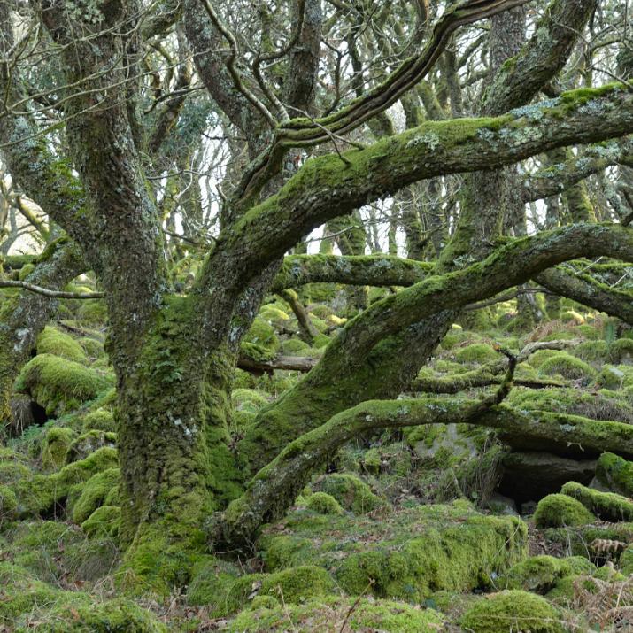 White Wood veteran oak