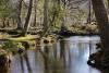 Ober Water showing trees reflected in stream.