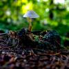 Delicate fungi in Bacton Woods