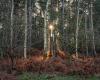 Winter Sun through the trees at Dunwich Forest