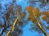 Converging silver birch reaching towards the sky