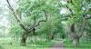 Photograph from web of Brocton Coppice in summertime.