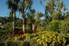 A photograph showing palm trees and flowers at Logan Botanic Gardens near Stranraer, Scotland