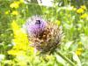 Bee on Thistle Head