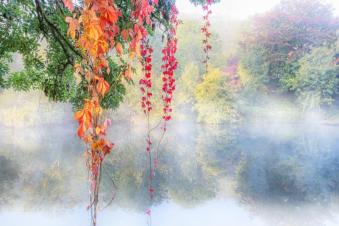 Autumn leaves hanging over water by Vanda Ralevska