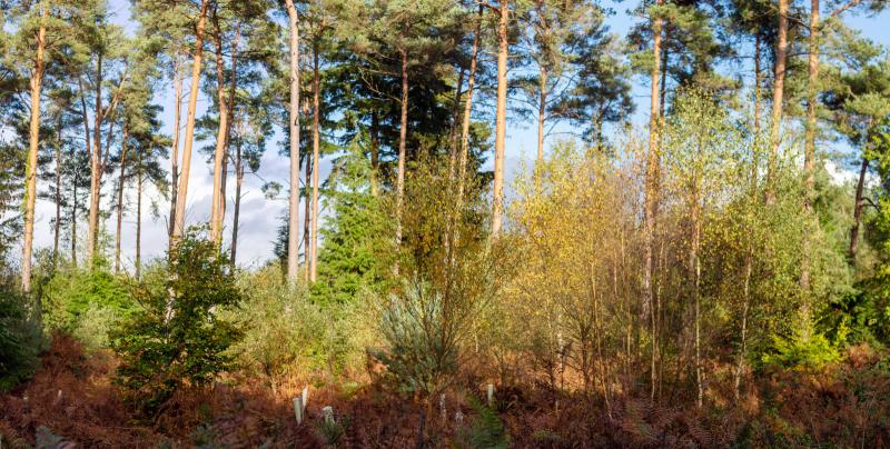 The trees near Bedborugh Farm