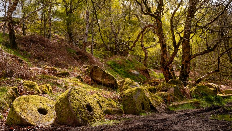 Old millstones taken over by Woodland in the long disused quarry.