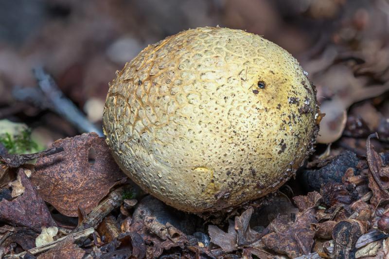 Common Earthball