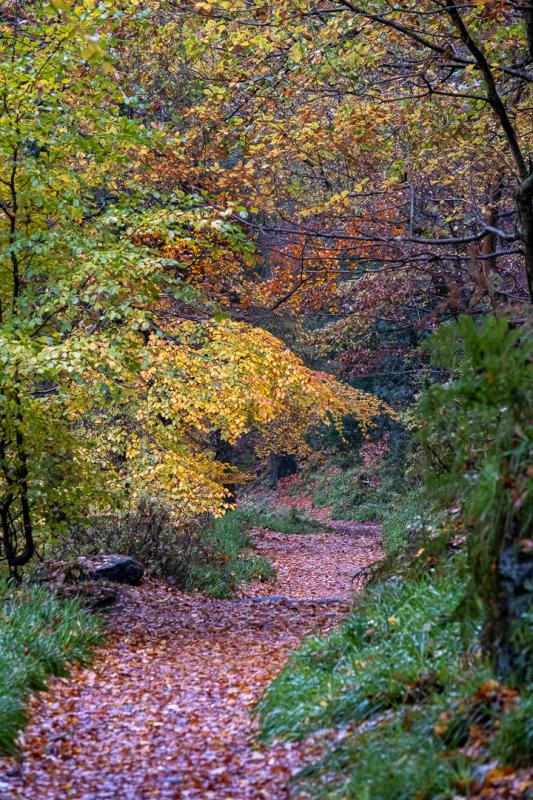 Path through woodland's autumn colours