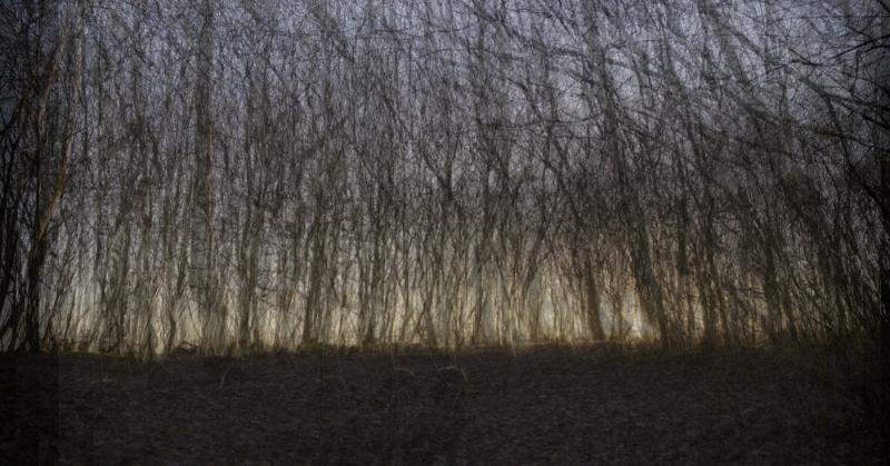 A composite image of Uffmoor Woods by Philip Singleton, December 2023