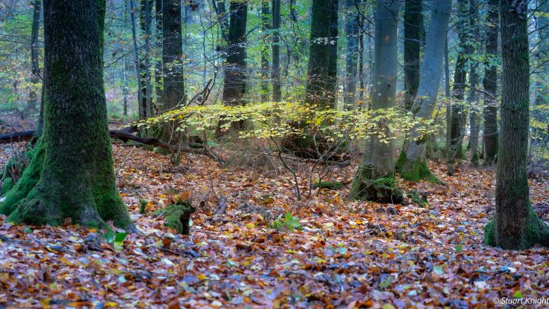 Autumn in Mortimer forest. Photo by Stuart Knight