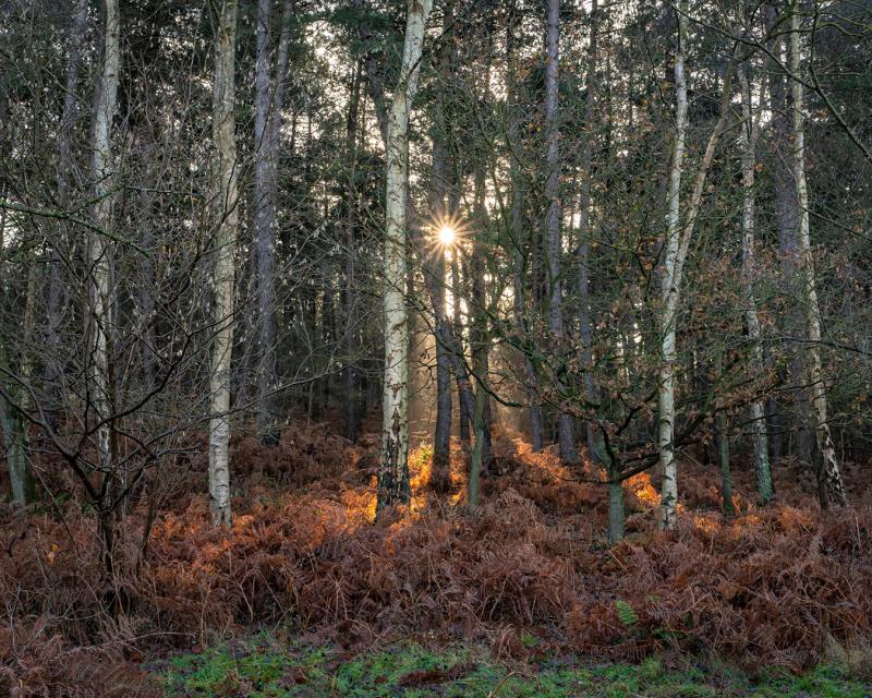 Winter Sun through the trees at Dunwich Forest