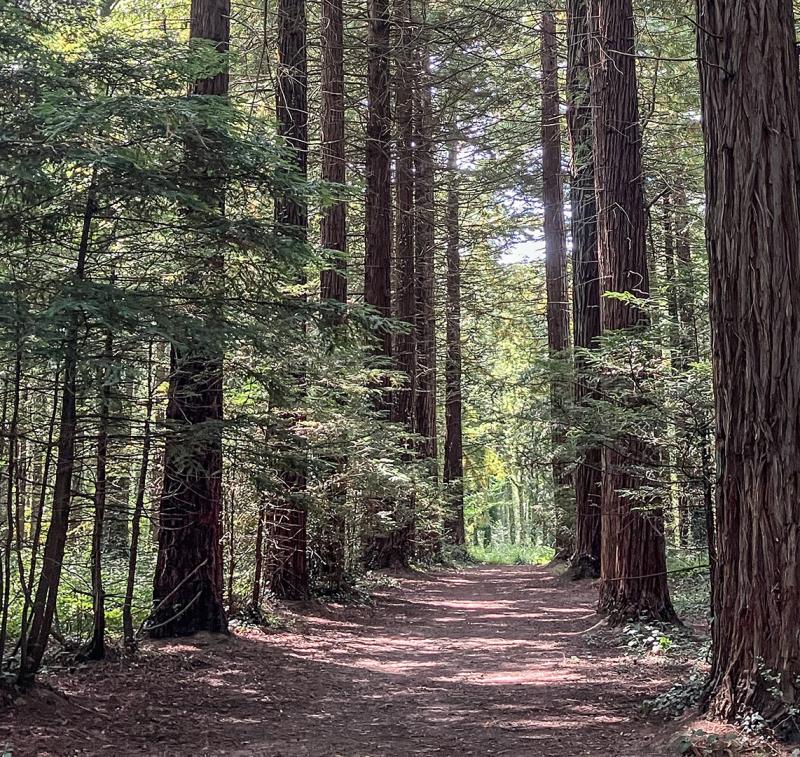 Woodland trail in Firestone Copse