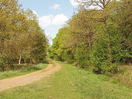 Bernwood Forest