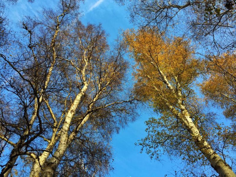 Converging silver birch reaching towards the sky