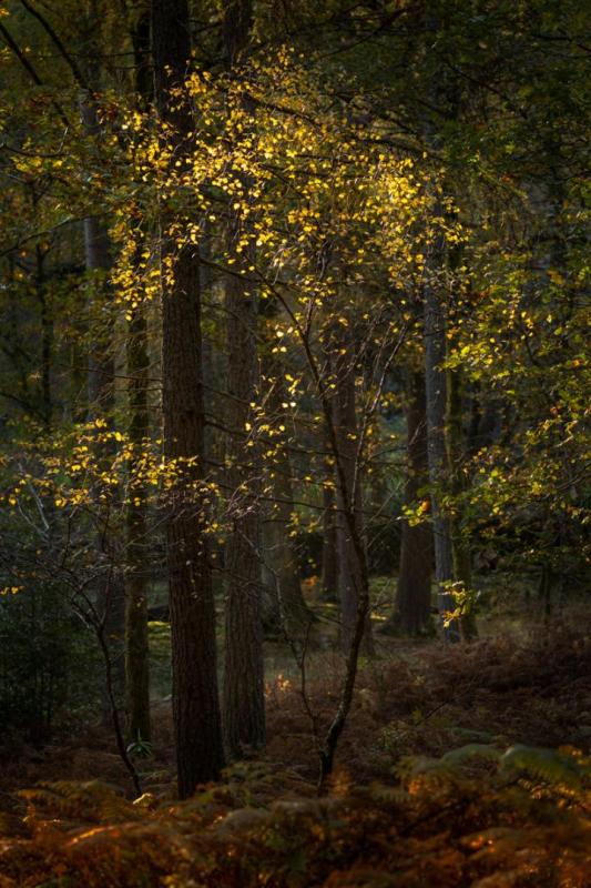 Golden leaves in Manesty