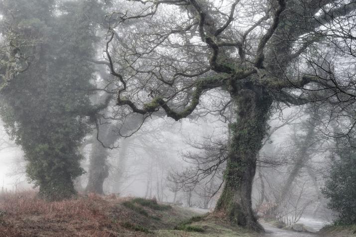 Ancient Tree at Respryn