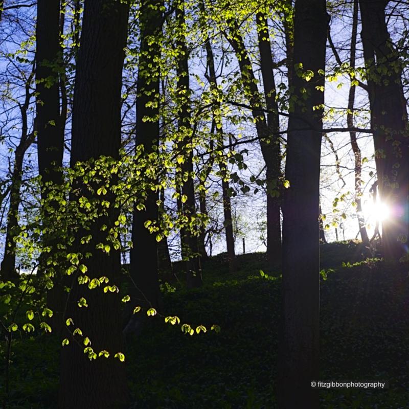 photo of trees in skipton castle woods