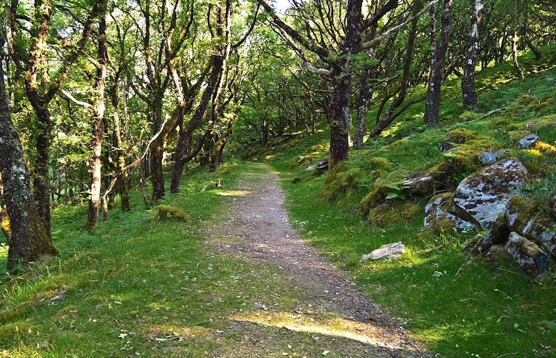 White Wood pathway in spring