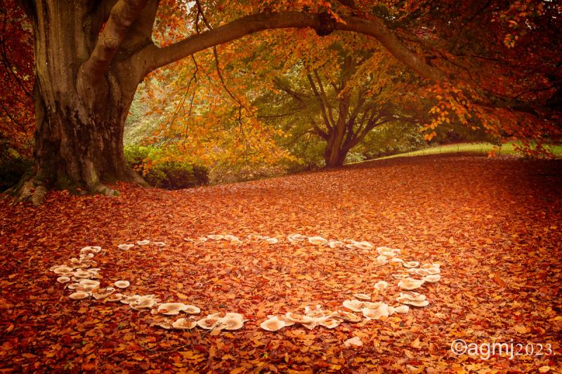 Fungus 'fairy ring' on a russet carpet of fallen leaves, beneath an immense tree with arching branch.  Background of woodland.