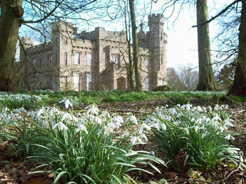 Dunninald Castle, with snowdrops through the woods.